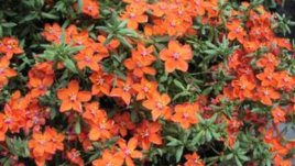 Ивет празнува на Еньовден