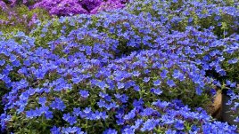 Литодора – син килим за градината или терасата