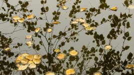 Любовни есенни рими – 1-ва част