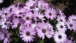 Честит празник на Вяра, Надежда, Любов!