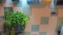 Китка магданоз краси кухнята