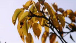 Влюбена съм в есента!