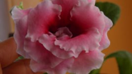 Лека нощ, кадифена глоксиния