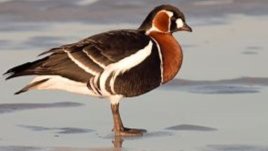 Редки видове птици са застрашени от глад и бракониери край Шабла и Дуранкулак