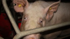 Да не си прасе в Европейския съюз