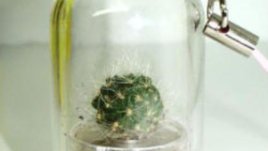 Миниатюрни живи кактуси в ключодържател – подарък и за мъже