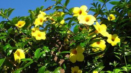 Аламанда – изящната отровница