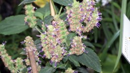 Етеричното масло от пачули и многобройните му ползи