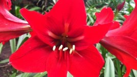 Честит имен ден на Таня и Татяна