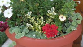 Моята градина и цветя през септември