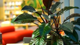 Калатея – тропическа красота с шарени листа