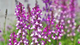 Линария - как да я отглеждаме 