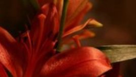 Честит имен ден!