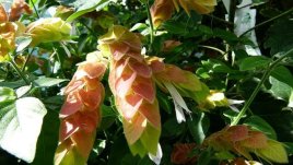 Белопероне – красив храст с интересни цветове 