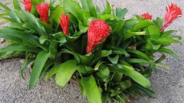 Билбергия – как се отглежда огнената красавица 