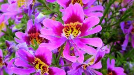 Шизантус – пеперуденото цвете