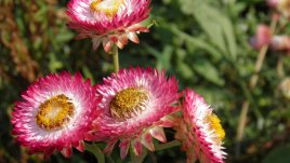 Посадете си безсмъртниче за повече цвят