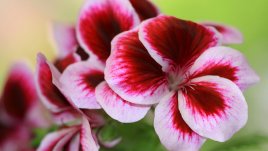 Налба или английско мушкато –  красота в саксия