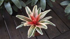 Неорегелия – магически цветове в красива розетка 