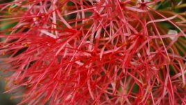 Слонско ухо – пухкаво цвете без претенции