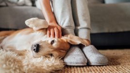 Няколко трика за премахване на миризми от домашни любимци 