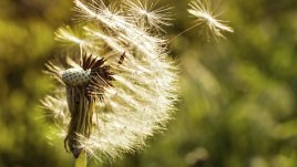 Мисъл на деня