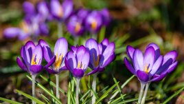 Еньовден е!