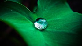 Мисъл на деня