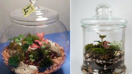 Jungle Jar – мини екосистема в буркан, която се грижи почти сама за себе си