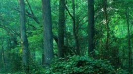 Изключителна наглост проявяват овластените и по заменките на гори