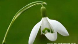 Първият български Онлайн парламент започва работа