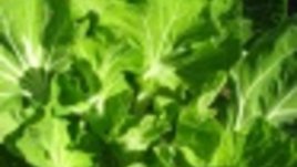 Мишел Обама пише книга за градината на Белия дом