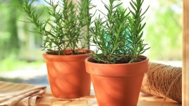 Розмаринът пази сърцето и помага да отслабнем