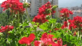 Червено мушкато за апетит, жълти хризантеми за семейно щастие