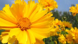 Кореопсис или жълтичка – как се отглежда? 