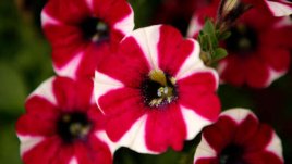 Струва ли си да гледаме едногодишни растения?