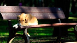 Любовни есенни рими – 11-а част