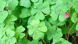 Деви, днес късметът е с вас!