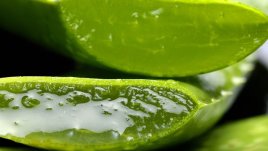 3 алтернативни употреби на алое вера 