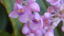 Мединилата с тежките си гроздови цветове