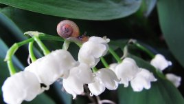 Какви цветя са подходящи за подарък за отделните зодии