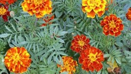 Тагетис – слънцето в градината