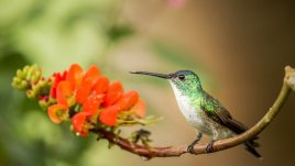 Невероятно любопитни факти за колибрито 