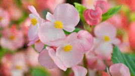 Кои са най-подходящите цветя за засаждане през пролетта?