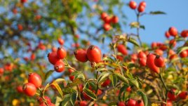 10 супер ползи от шипката