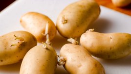 Опасно ли е да ядем покълнали картофи?
