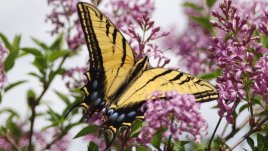 Растения, устойчиви на суша, подходящи за дома и градината