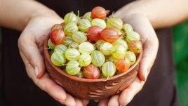 Ползи за здравето от цариградското грозде 