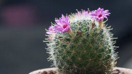 Мамилария – сладък кръгъл кактус