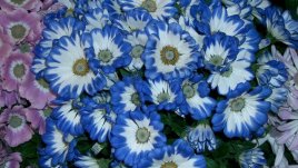 Цинерария – познато цвете с непознато име